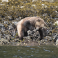 Grizzly grazing