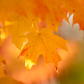 Fall Colours