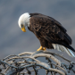 Humble Eagle