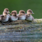 Ducks in a Row