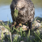 Breakfast with a beaver