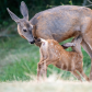 Mothers Love