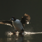Landing Goldeneye