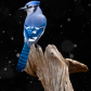 Blue Jay in Snow
