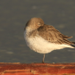 Sleepy Dunlin
