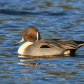Sleepy Pintail