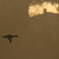 Residential Flyby