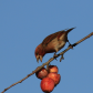 Hungry House Finch