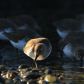 Dunlin Spotlight