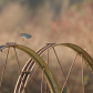 Bluebird Wheel Hop