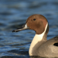 Pintail Portrait
