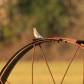 Bluebird Wheel