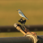 Bluebird Perch