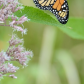 Young Monarch Butterfly drying its wings 