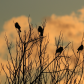 Blackbird Quartet