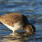 Dipping Dunlin