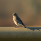 Bluebird Shadow
