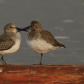 Dunlin Duel