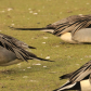 Pin-tails