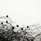Beauty in Randomness 