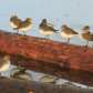 Dunlin Party