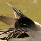 Pointy Pintail Plumage