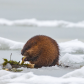 dining on ice
