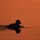 Morning Bufflehead