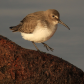 Dancing Dunlin