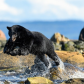 Leaping Coastal Black Bear