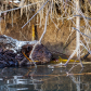 Beaver Snack
