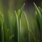 Grass