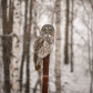 Great Grey Owl