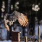 Taking Flight