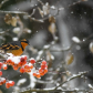 Morning Snowfall
