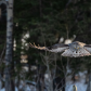 Soaring