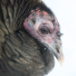 Harsh Winter Portrait 