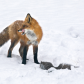 Fox with Prey