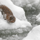 Frozen Mink