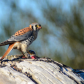 The American Kestrel 