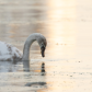Ugly duckling
