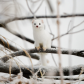 Curious Critter 