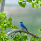 Mountain Bluebird