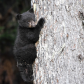 Safety in a tree