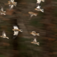 Fall Colour Fly By