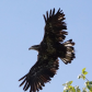 Spread Your Wings and Fly