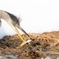 Heron and the frog