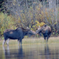 Moose Kiss