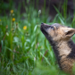Fox Kit Exploring