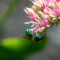 A simple fly.